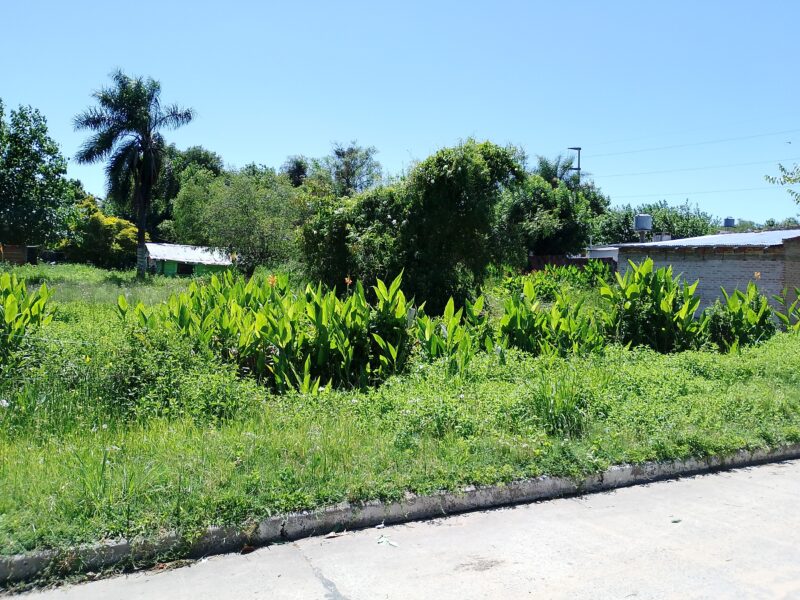 Vendo Lotes Pleno Centro