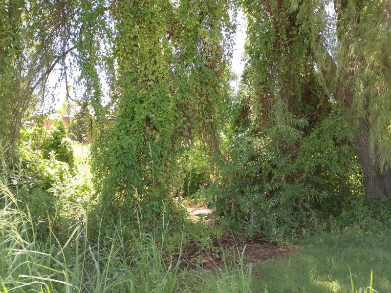 Vendo Lotes Pleno Centro