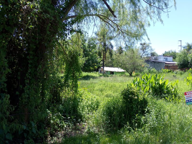 Vendo Lotes Pleno Centro