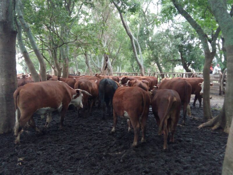VENDO Campo 1350 Ha - Goya Corrientes