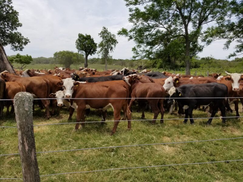 VENDO Campo 1350 Ha - Goya Corrientes